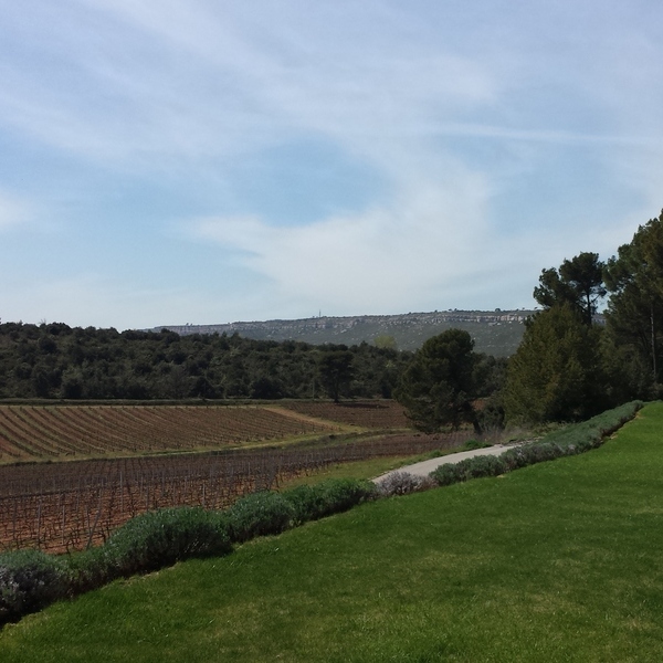 Développement de l&rsquo;oenotourisme dans les Bouches-du-Rhône