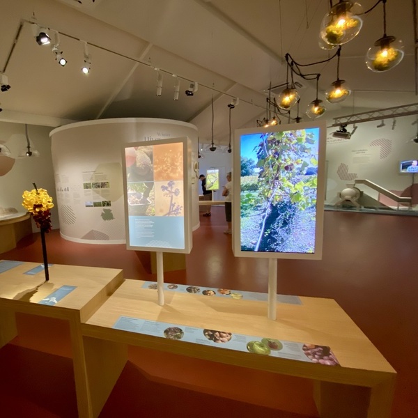 Monbazillac : muséo, scéno, dégustations en développement